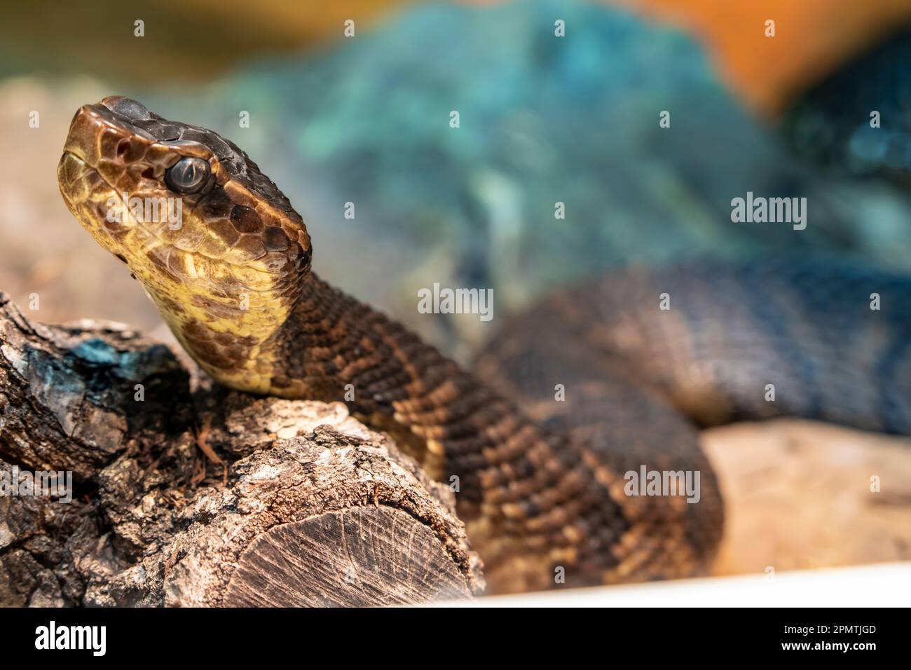 Northern cottonmouth (Agkistrodon piscivorus) is one of the world's few semiaquatic vipers  and is native to the southeastern United States. Stock Photo
