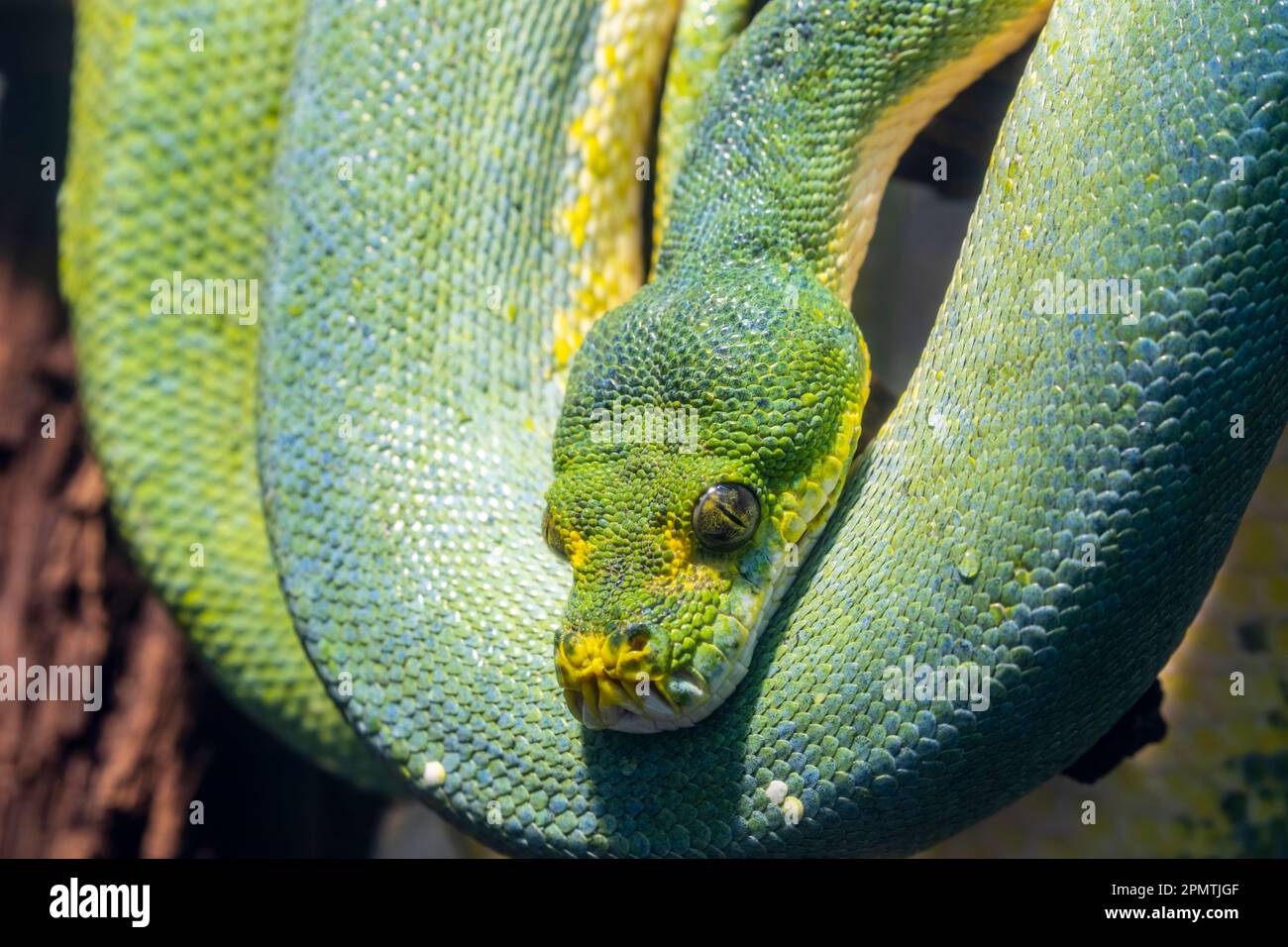 The green tree python (Morelia viridis) is a species of snake in the ...