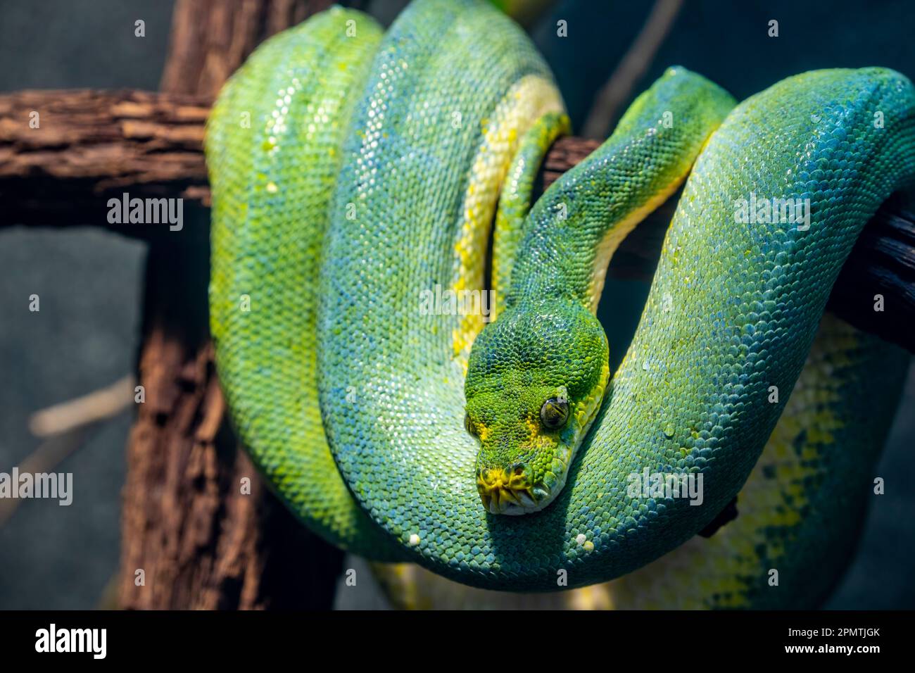 The green tree python (Morelia viridis) is a species of snake in the ...