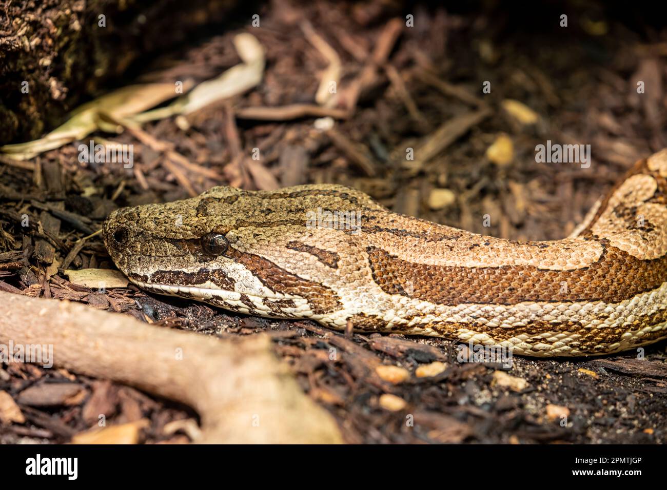 Dumeril's Boa (Acrantophis Dumerili) Is A Species Of Non-venomous Snake ...