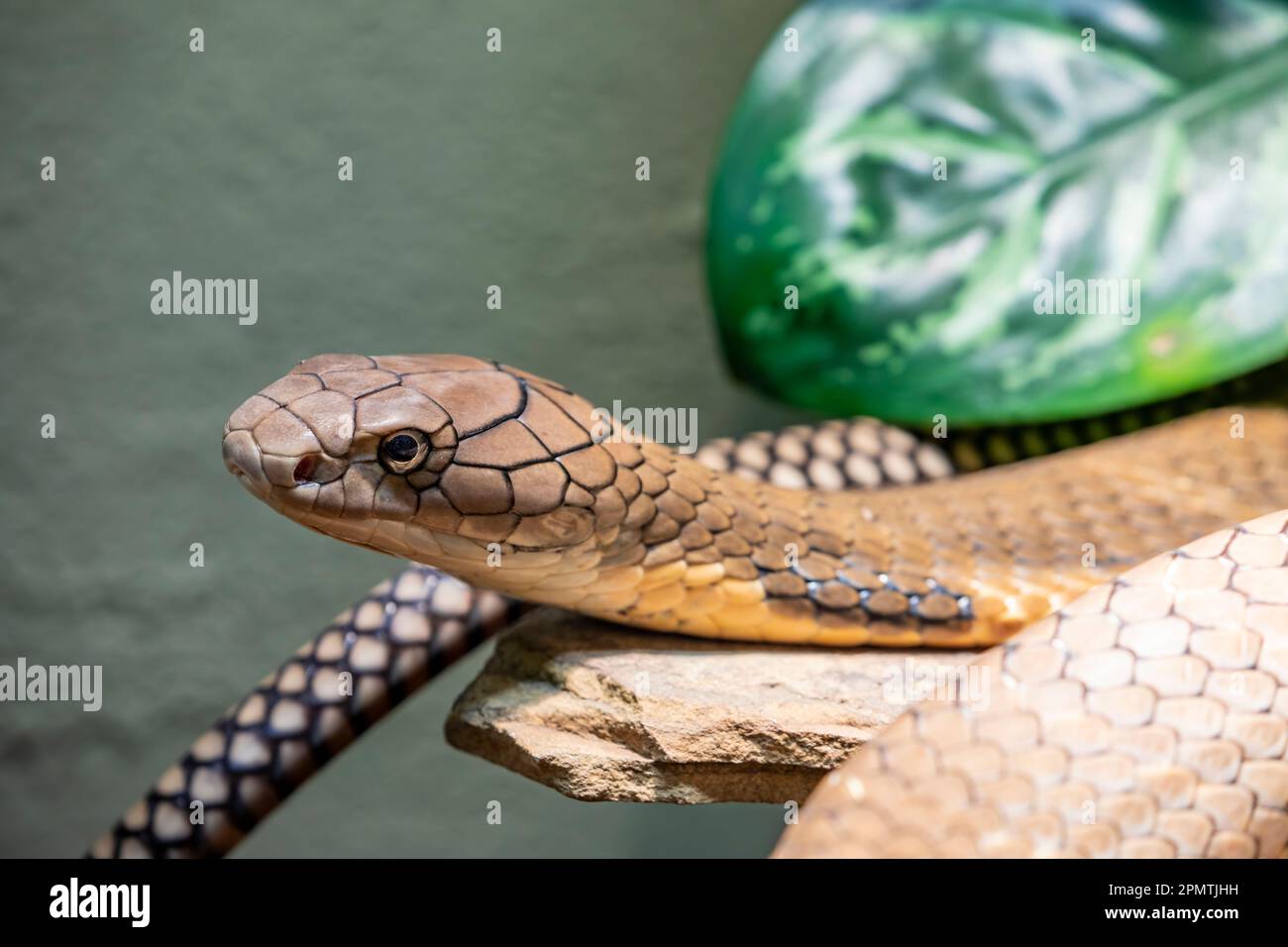 The king cobra (Ophiophagus hannah) is a large elapid endemic to forests from India through Southeast Asia. It is the world's longest venomous snake. Stock Photo