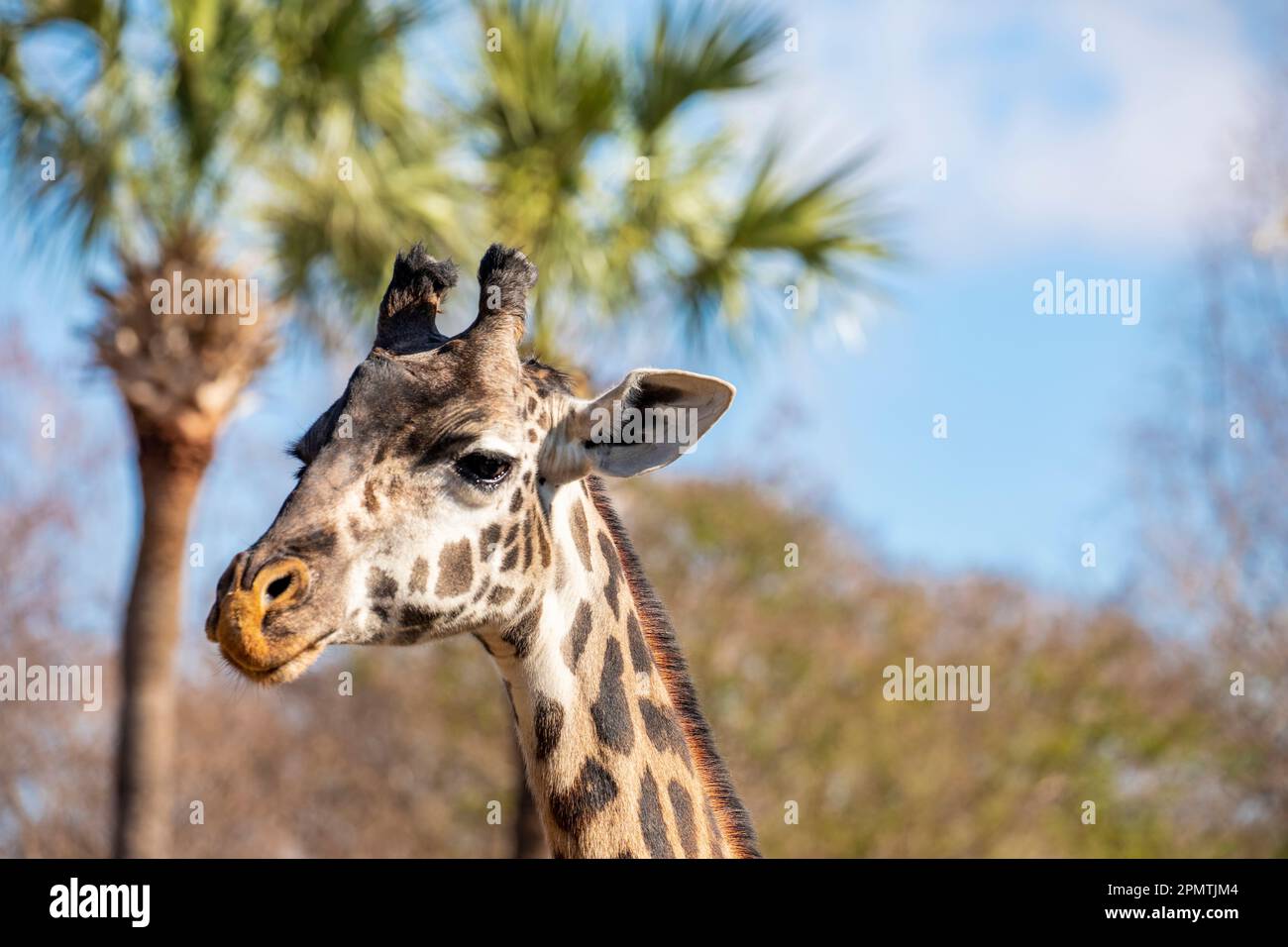 The Masai Giraffe Giraffa Tippelskirchi Is Native To East Africa The Masai Giraffe Giraffa Tippelskirchi Is Native To East Africa