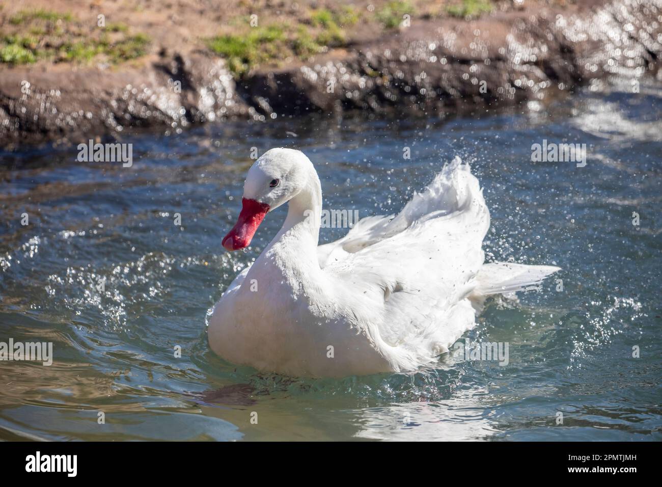 The coscoroba swan (Coscoroba coscoroba) is a species of waterfowl endemic to southern South America. It is the smallest of the birds called “swans” Stock Photo