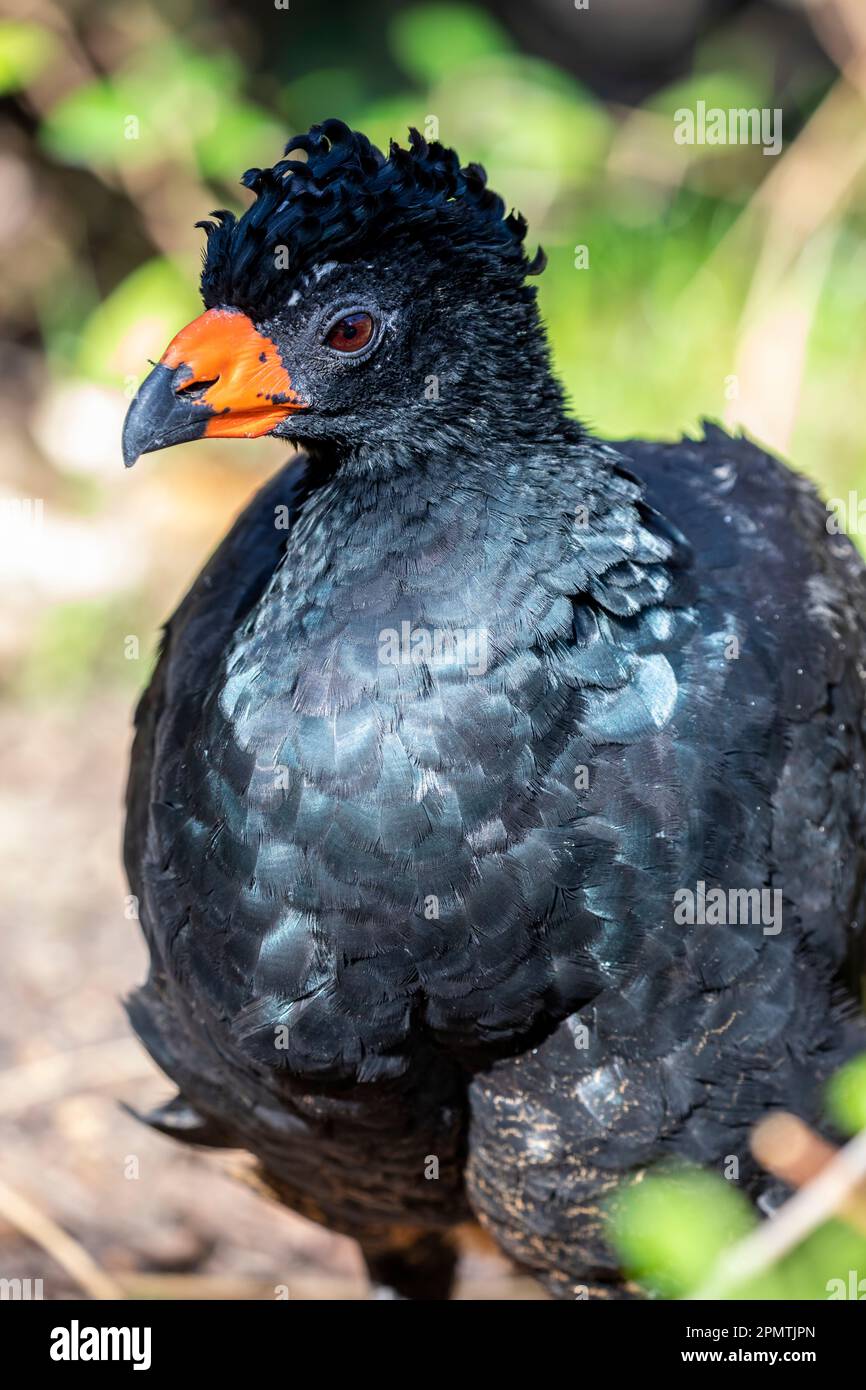 The wattled curassow (Crax globulosa) is a threatened member of the family Cracidae, the curassows, guans, and chachalacas. Stock Photo
