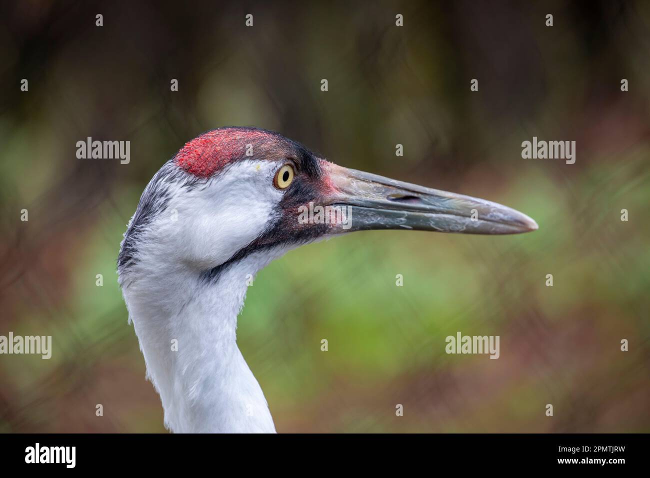 The whooping crane (Grus americana) is the tallest North American bird, named for its whooping sound. It is an endangered crane species. Stock Photo