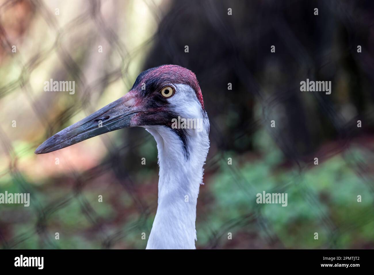 The whooping crane (Grus americana) is the tallest North American bird, named for its whooping sound. It is an endangered crane species. Stock Photo