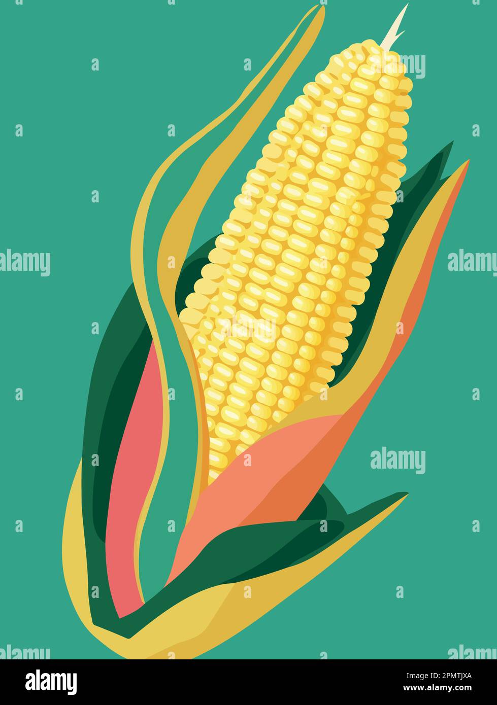 ripe corn on the cob vegetable food colorful vector illustration Stock ...