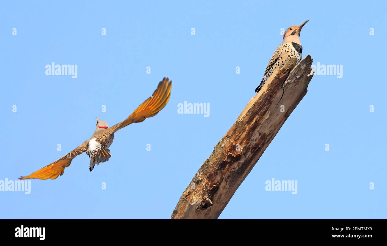 Northern Flickers family portrait, Quebec, Canada Stock Photo