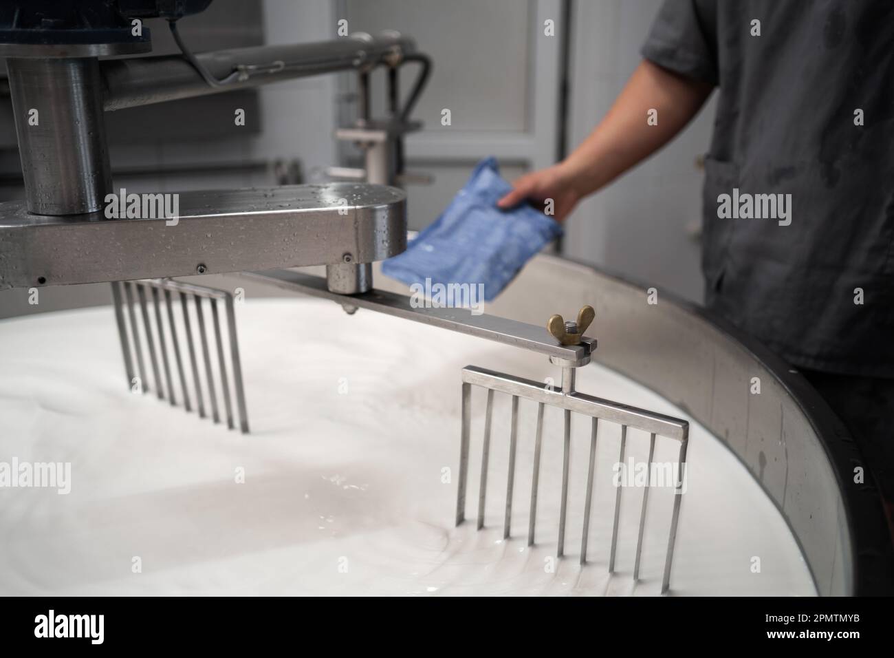 Cheesemaker pours starter ferment in a large steel tank full of milk. Cheese production