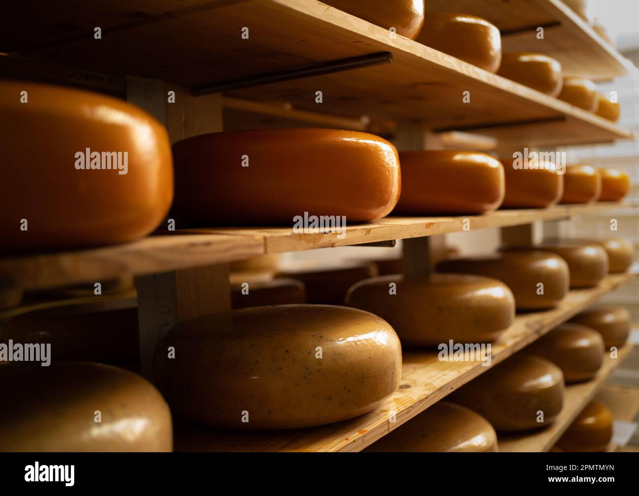 Assorted flavors of cheese wheels maturing in a cheese factory on