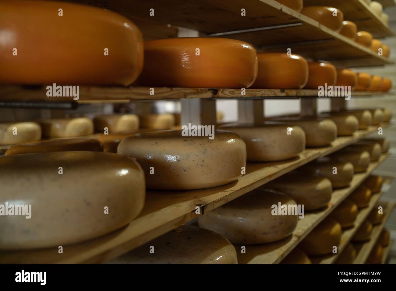 Cheddar cheese wheels in cellar hires stock photography and images Alamy