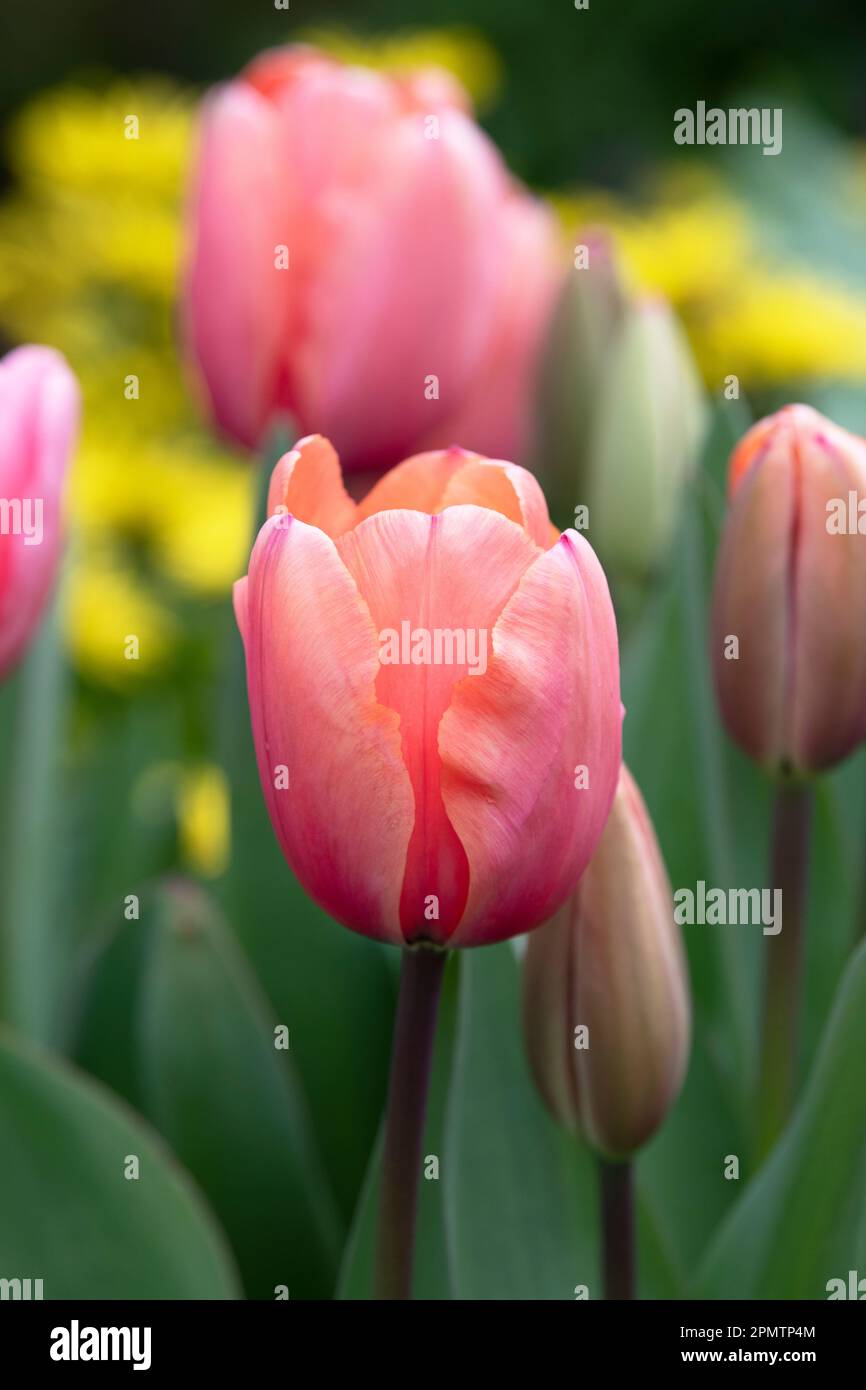 Tulipa. Salmon pink darwin hybrid tulip Stock Photo