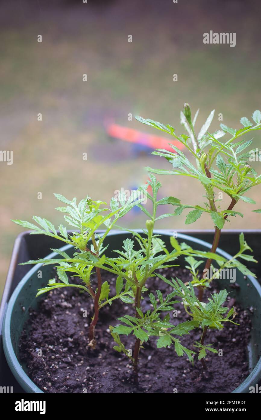 young seedlings of Chernobryvtsy flowers in pots on the balcony. Stock Photo