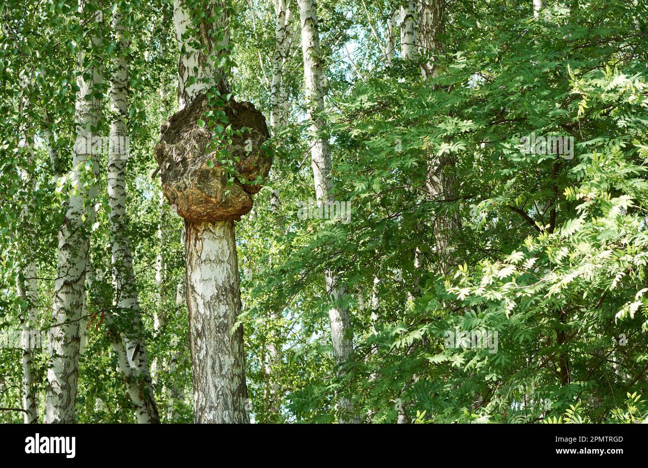 huge growth on the trunk of birch tree. big forest tree is sick