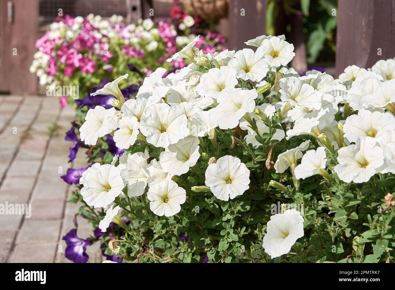 Beautiful Petunia flower with blooming pink petals on the balcony of the cottage. Stock Photo