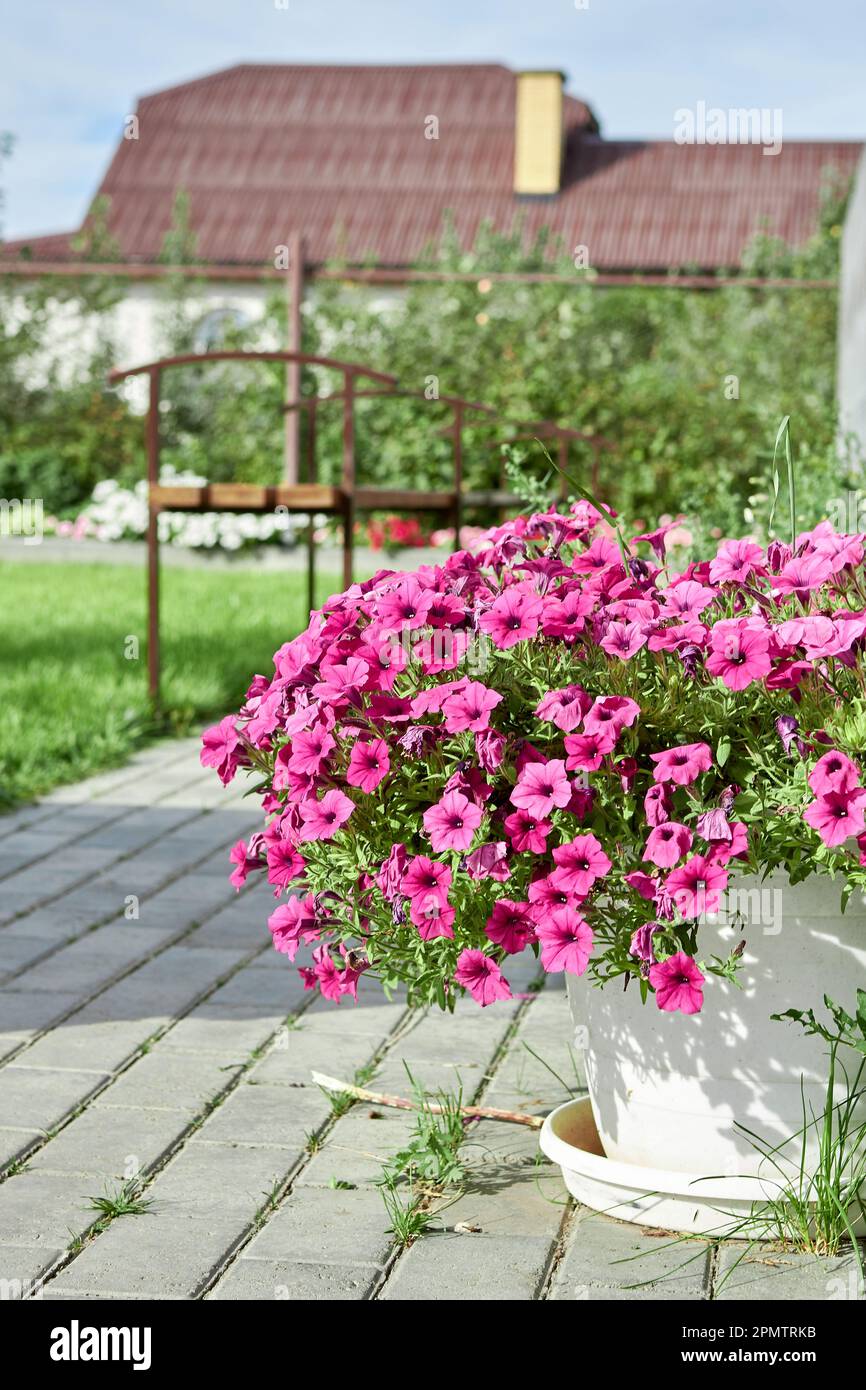 Beautiful Petunia flower with blooming pink petals on the balcony of the cottage. Stock Photo