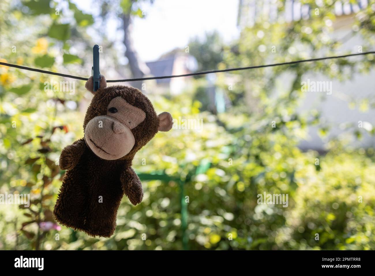 Peru, Chiclayo, Witchcraft, Shaman market. Spider monkey Stock Photo - Alamy