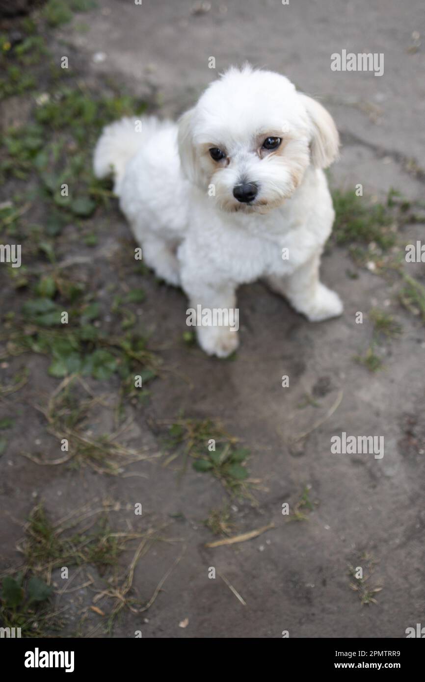 beautiful white maltese sits and looks at the camera. Stock Photo