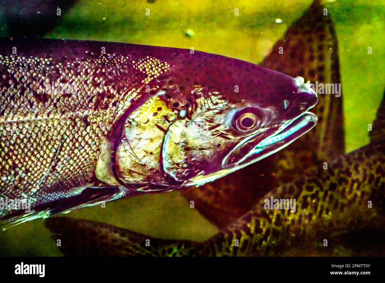 Chinook Salmon Head Close Up Issaquah Hatchery Washington. Salmon swim