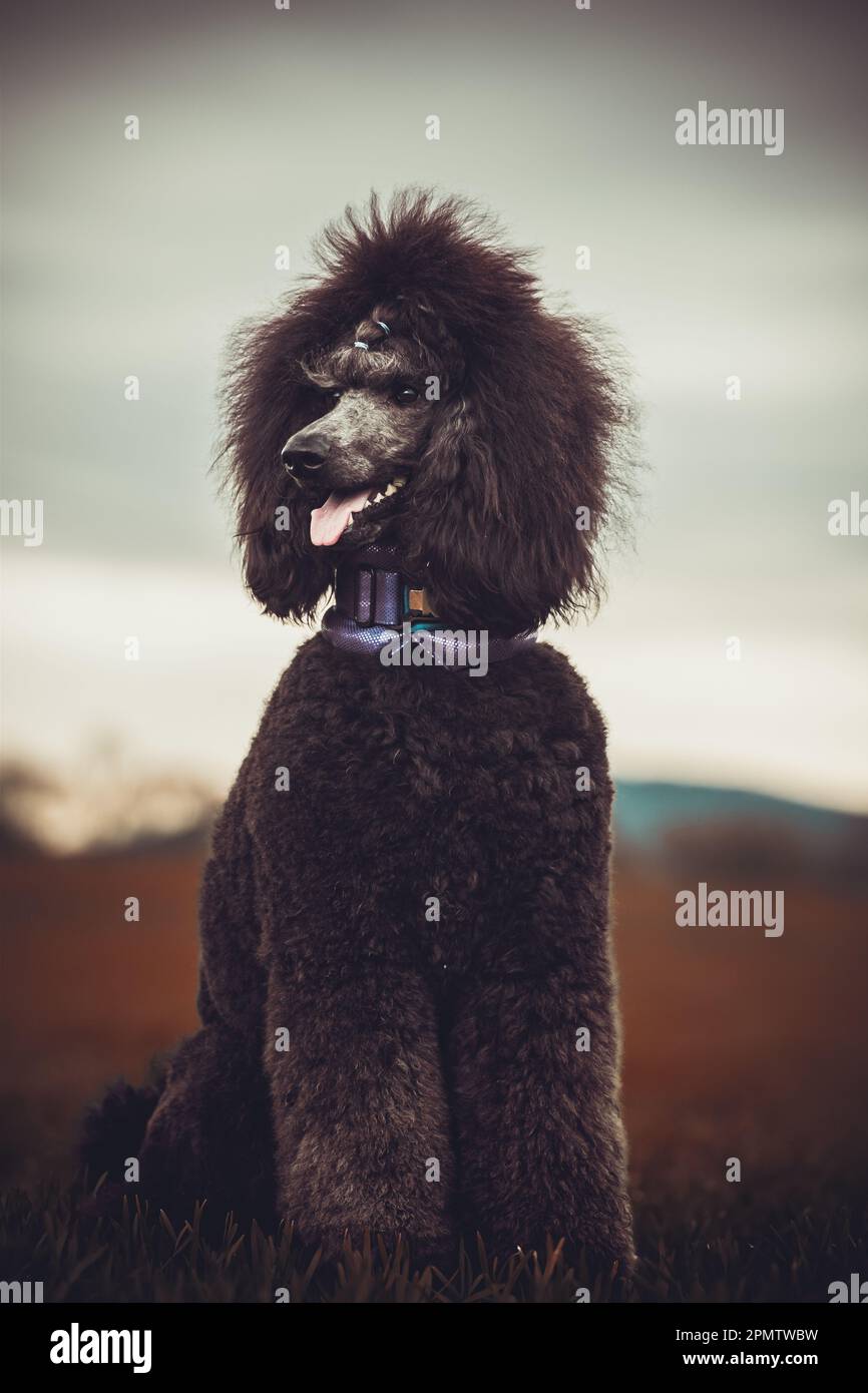 Caniche hi res stock photography and images Page 3 Alamy
