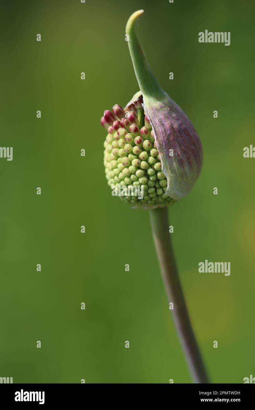 Allium amethystinum 'Red Mohican' in bud Stock Photo