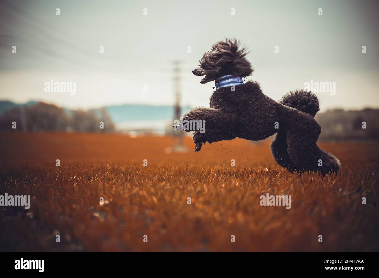 Dog Poodle / Pudel / Caniche standard grande adult (black) portrait Stock Photo