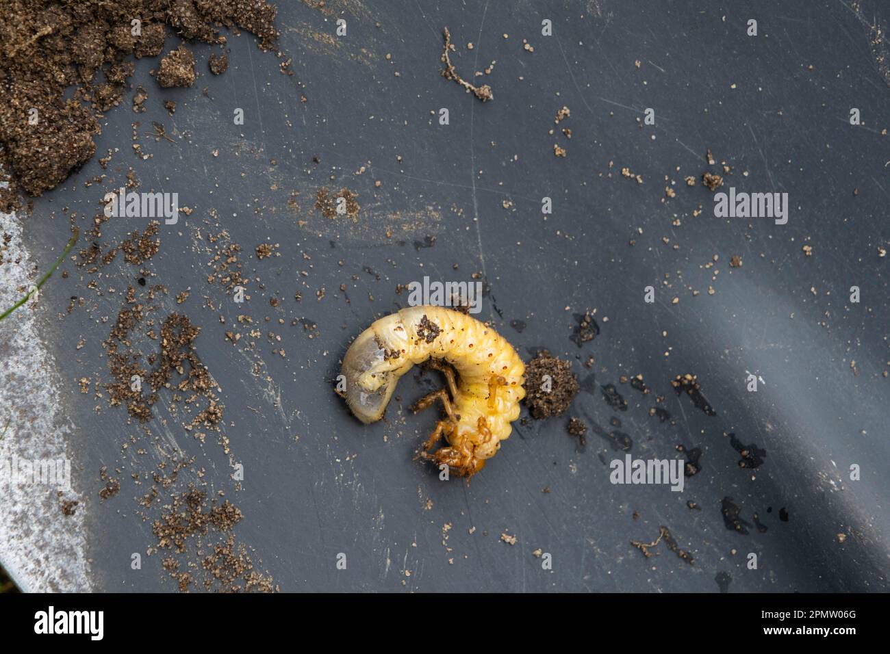 Larva of the underground pest of the vegetable garden mole cricket. Closeup on the ground