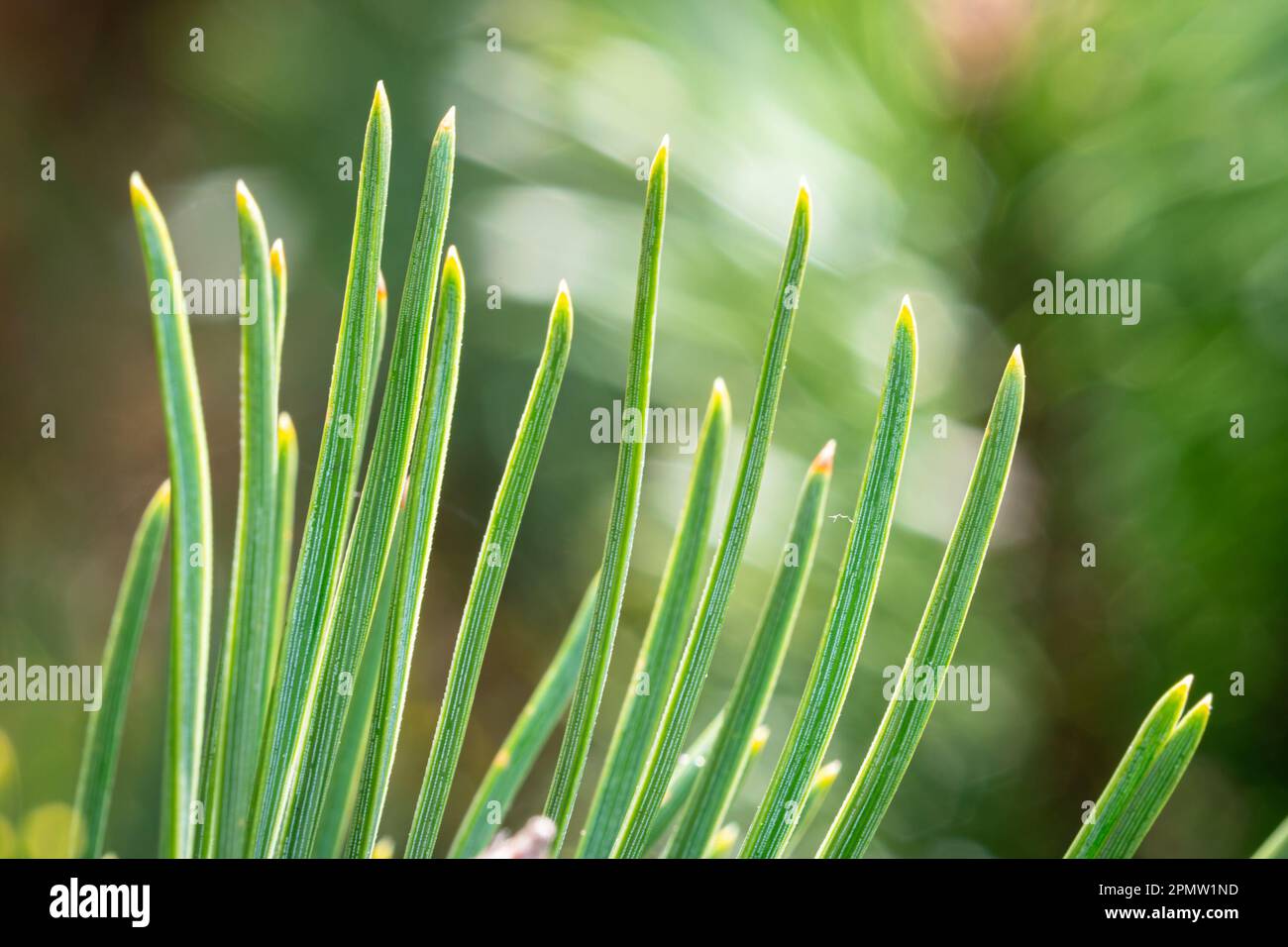 Detailed image of the green needles of a mugo pine tree Stock Photo