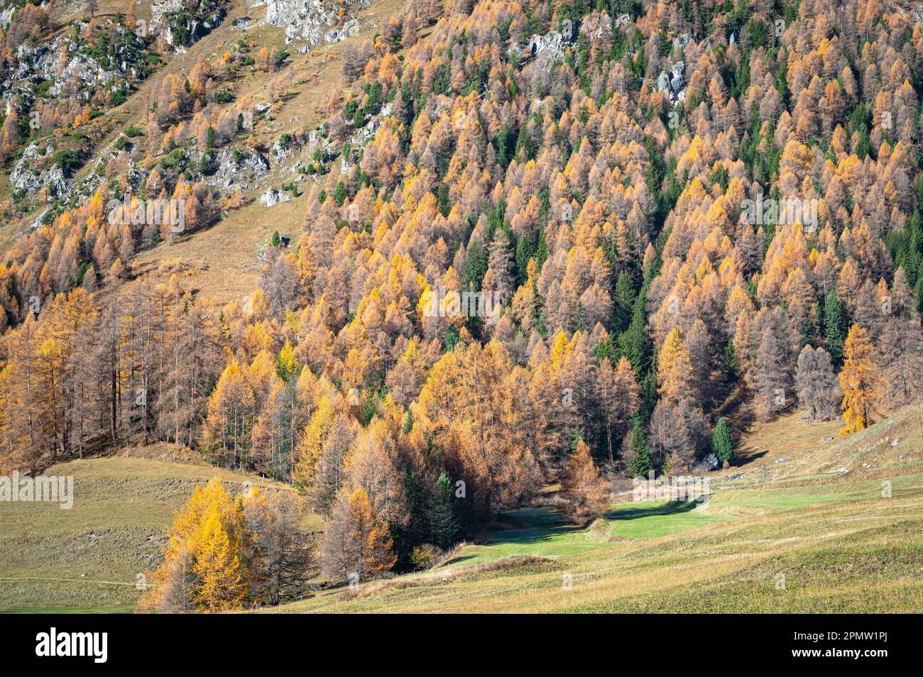 Golden larch trees switzerland hi-res stock photography and images - Alamy