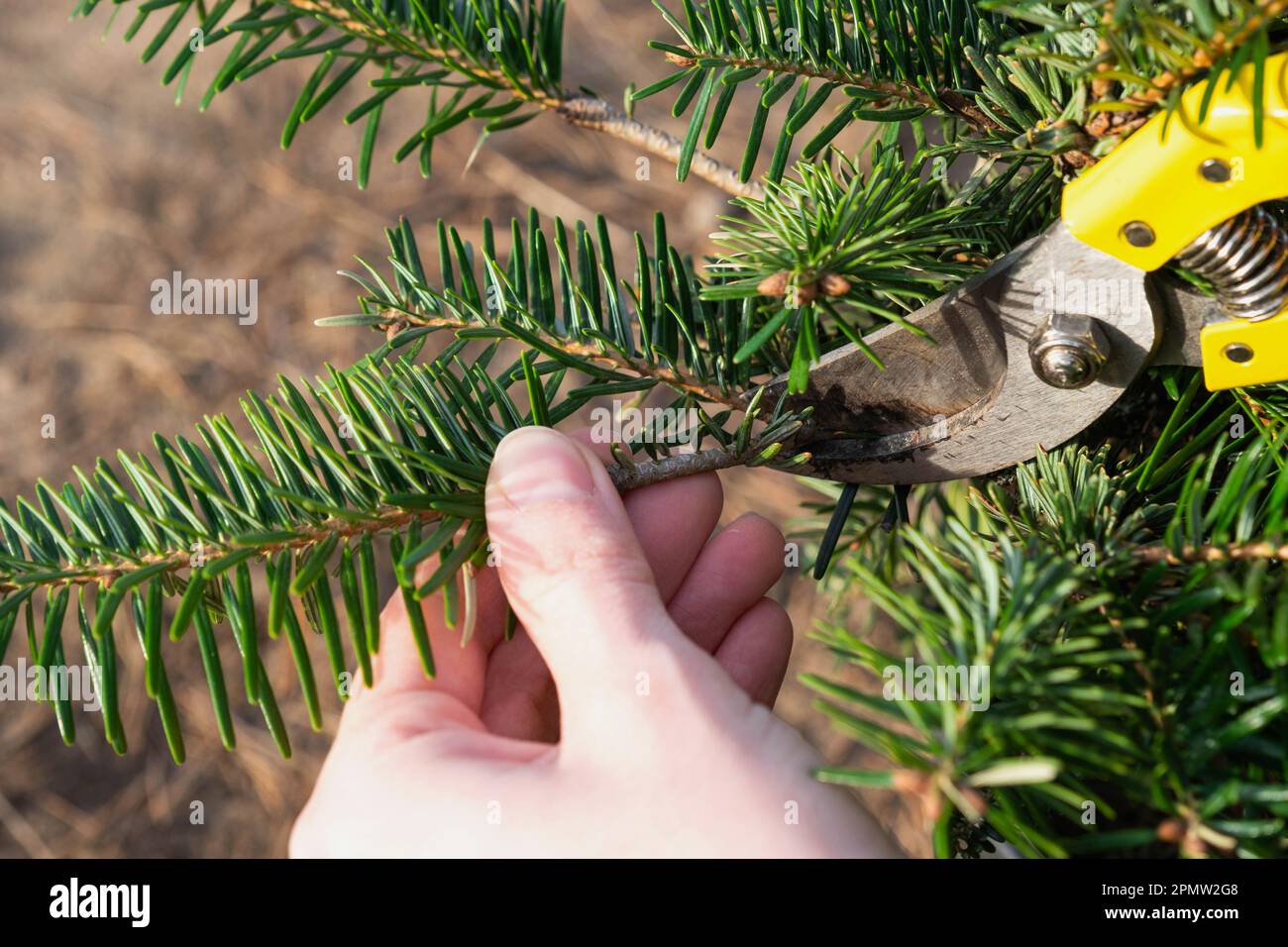 Pruning fir with pruning shears in spring. The formation of the crown of a coniferous plant, garden care. The gardener's hand is looking for a place t Stock Photo
