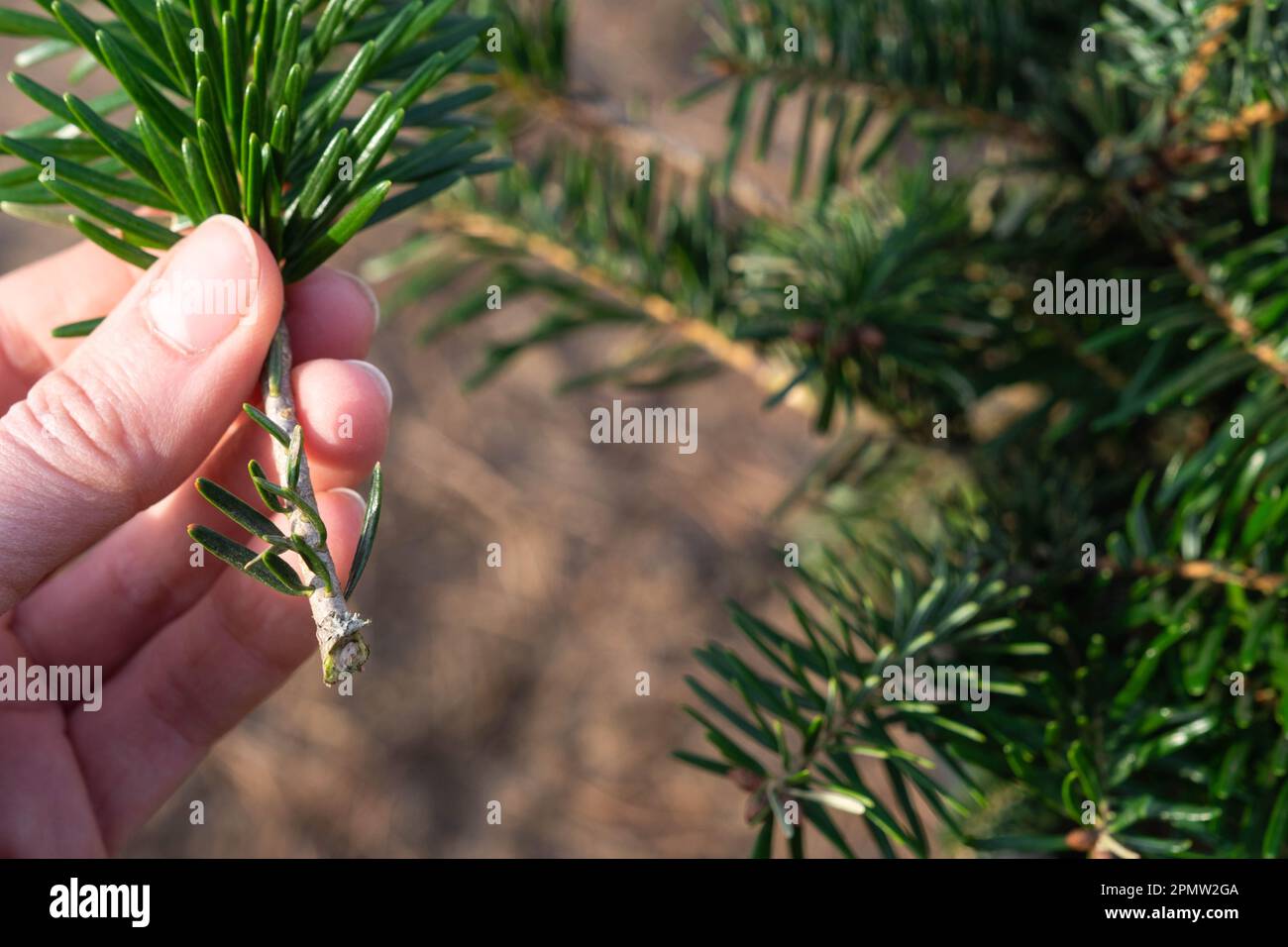 Pruning fir with pruning shears in spring. The formation of the crown of a coniferous plant, garden care. The gardener's hand is looking for a place t Stock Photo
