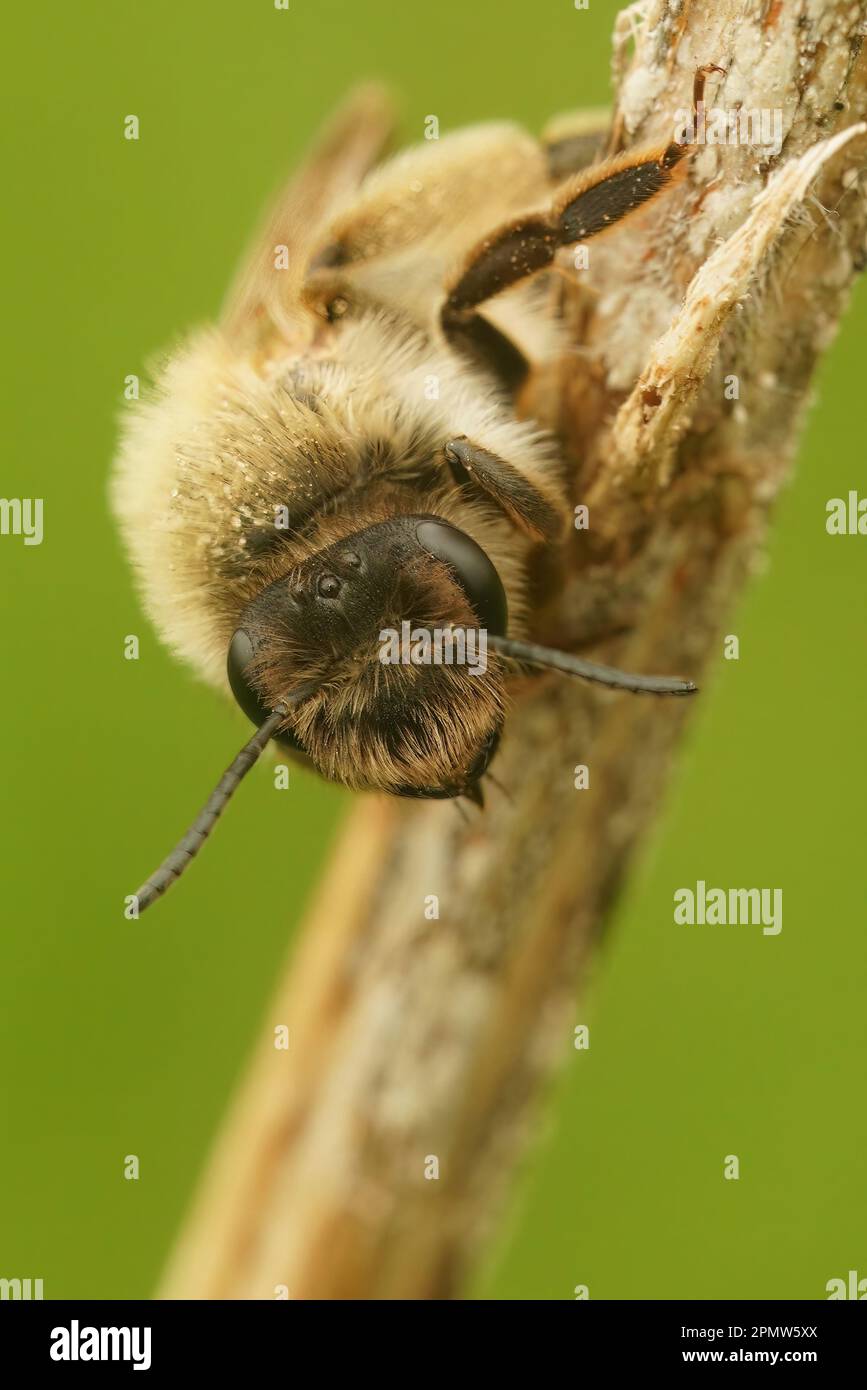 Natural closeup on a female grey-gastered mining bee , Andrena tibialis ...