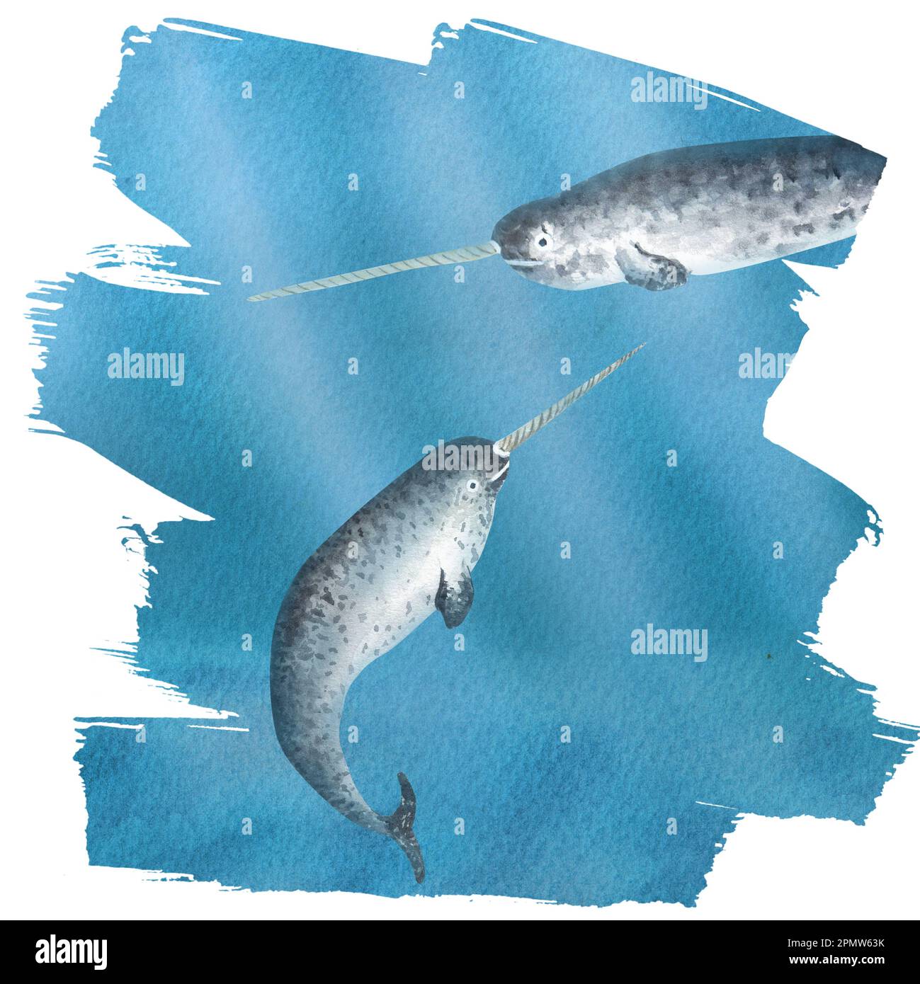 Hand drawn watercolor narwhals. A part of the big ICELANDIC set of illustrations Stock Photo