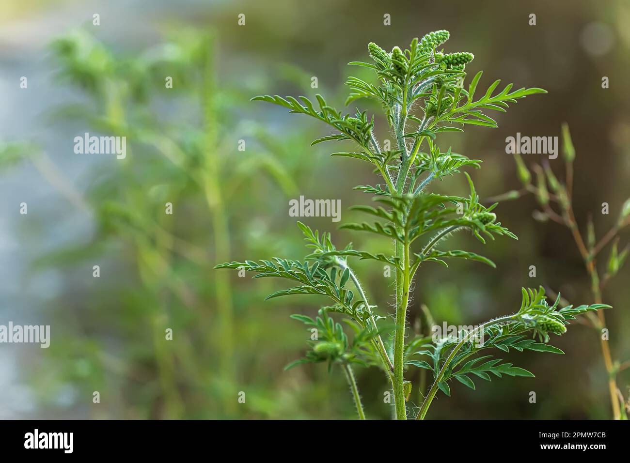 Blooming Ambrosia artemisiifolia is a dangerous allergenic plant in the  meadow among summer grasses. Weeds and weed bushes whose pollen causes  Stock Photo - Alamy