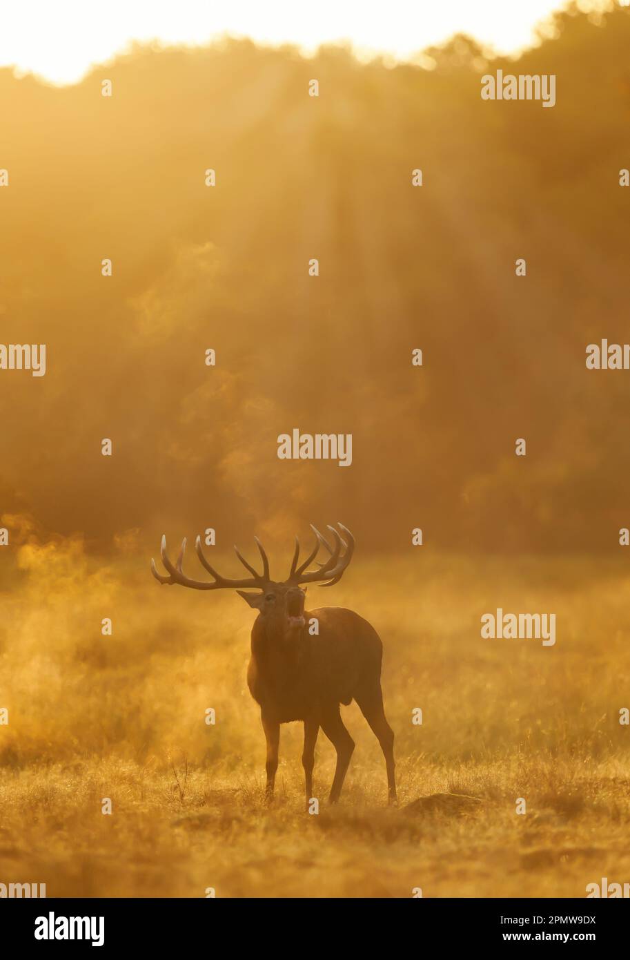 Close up of a Red Deer stag calling during rutting season at sunrise, UK. Stock Photo