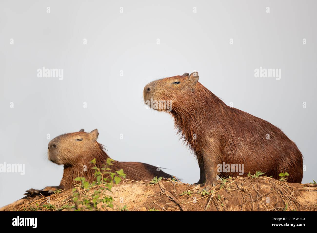 ProChessLeague on X: The Brazil Capybaras lead by a point after the first  round. #ProChess  / X