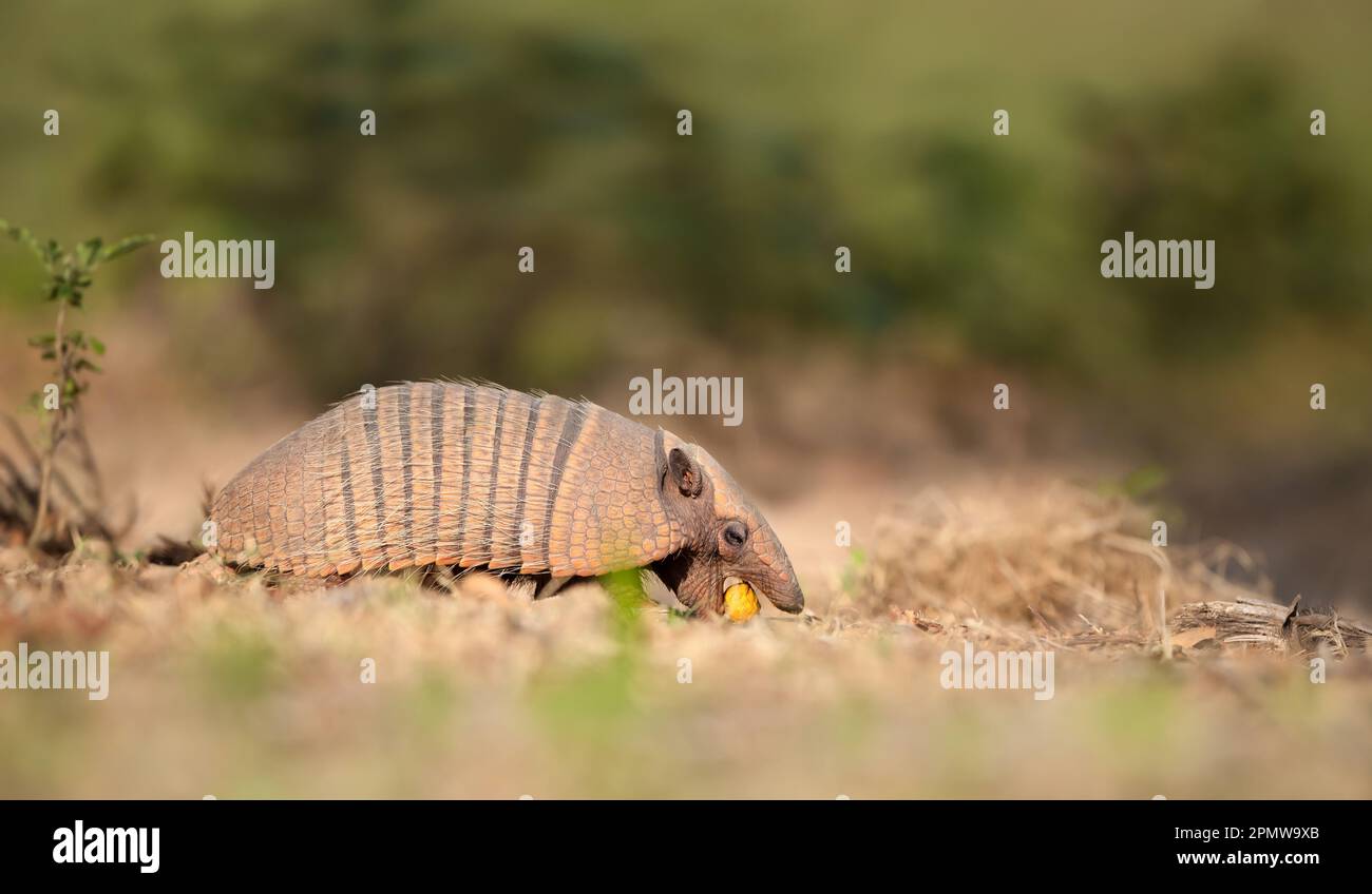 Close up of a Six-banded armadillo (Euphractus sexcinctus) eating palm fruit in South Pantanal, Brazil. Stock Photo