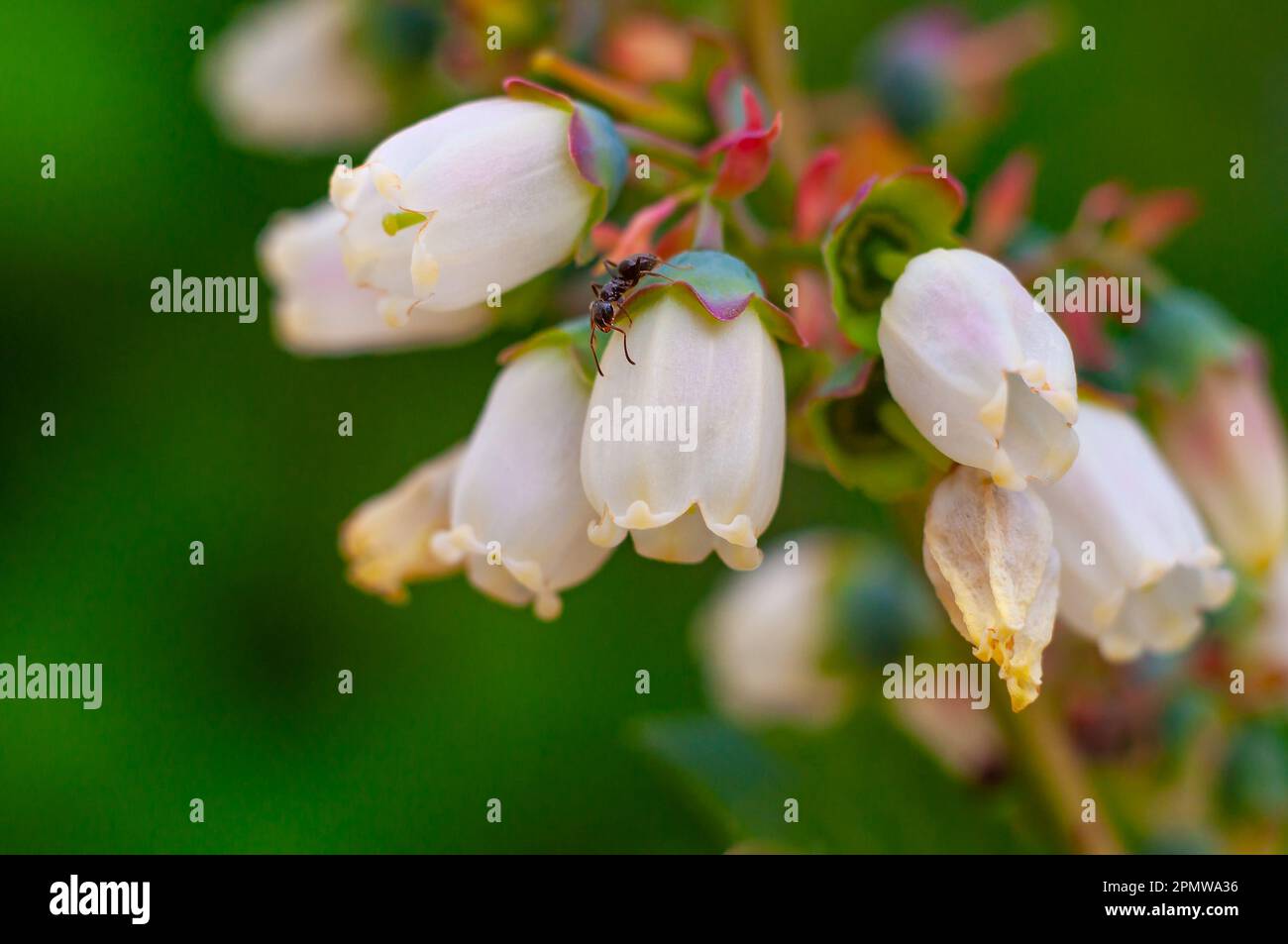 Spring blueberry flowers with an ant on a bell inflorescence. Blueberry bush in the garden closeup Stock Photo