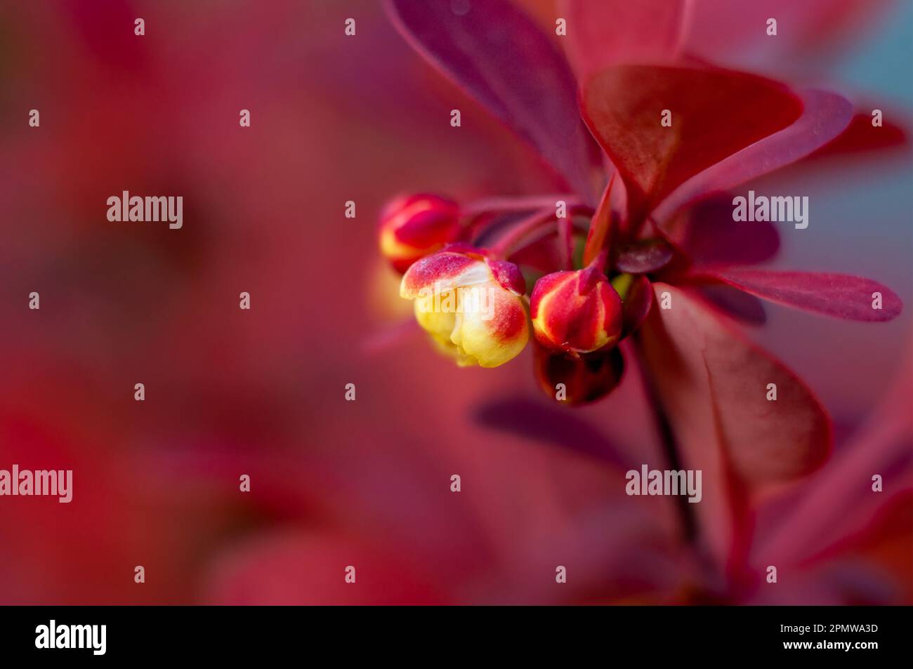 Spring red Japanese barberry flower close-up on blurred background. Stock Photo