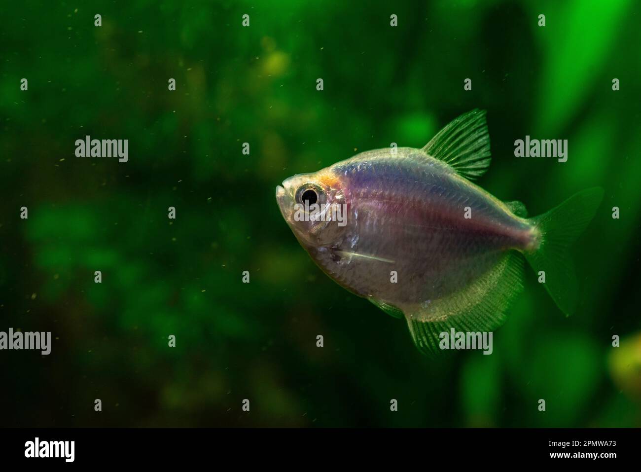 a neon fish in the aquarium Stock Photo - Alamy
