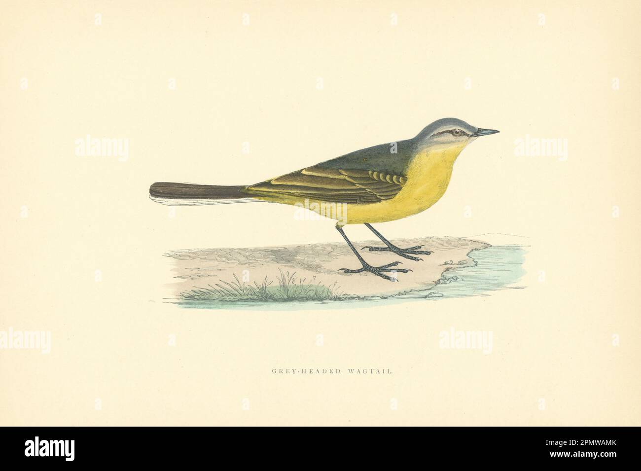 Grey-Headed Wagtail. Morris's British Birds. Antique colour print 1903 Stock Photo