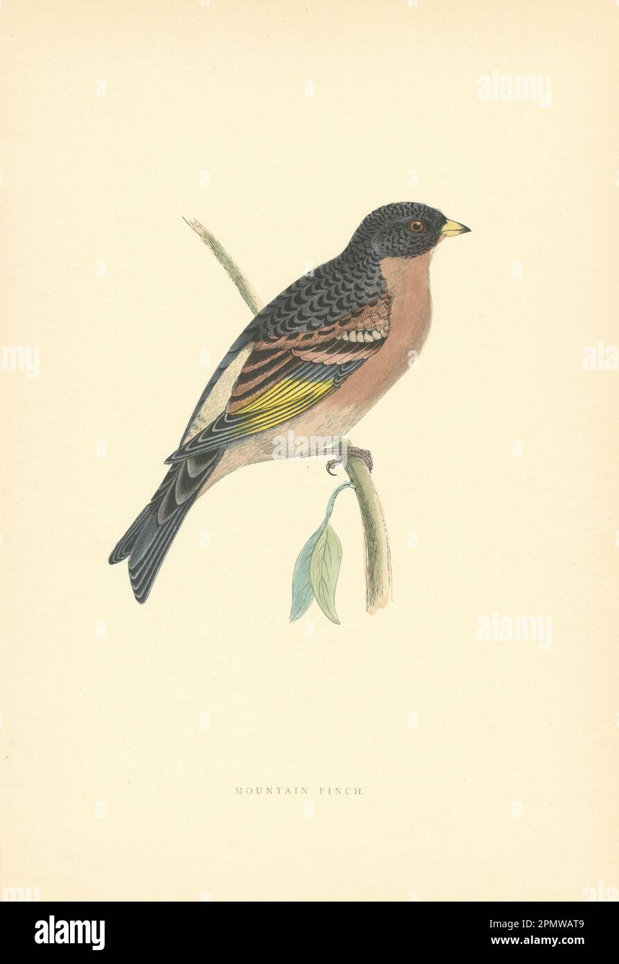 Mountain Finch. Morris's British Birds. Antique colour print 1903 old Stock Photo