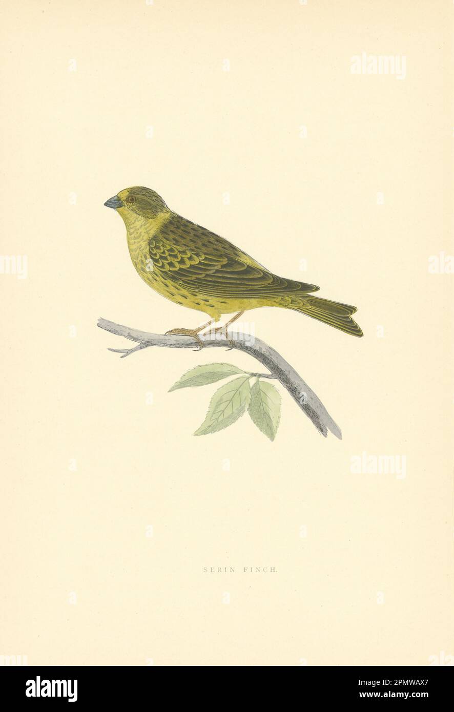Serin Finch. Morris's British Birds. Antique colour print 1903 old Stock Photo