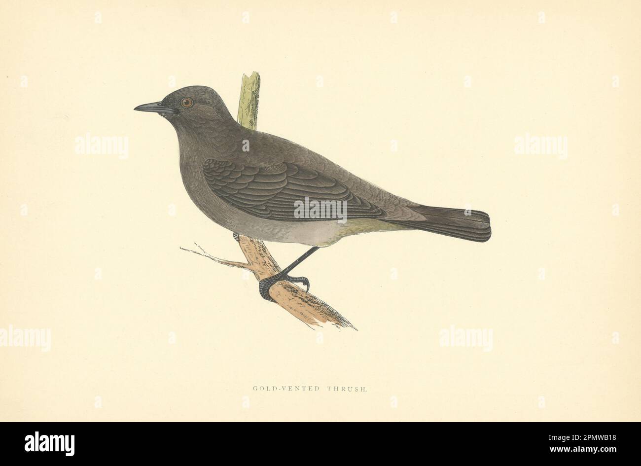 Gold-Vented Thrush. Morris's British Birds. Antique colour print 1903 Stock Photo
