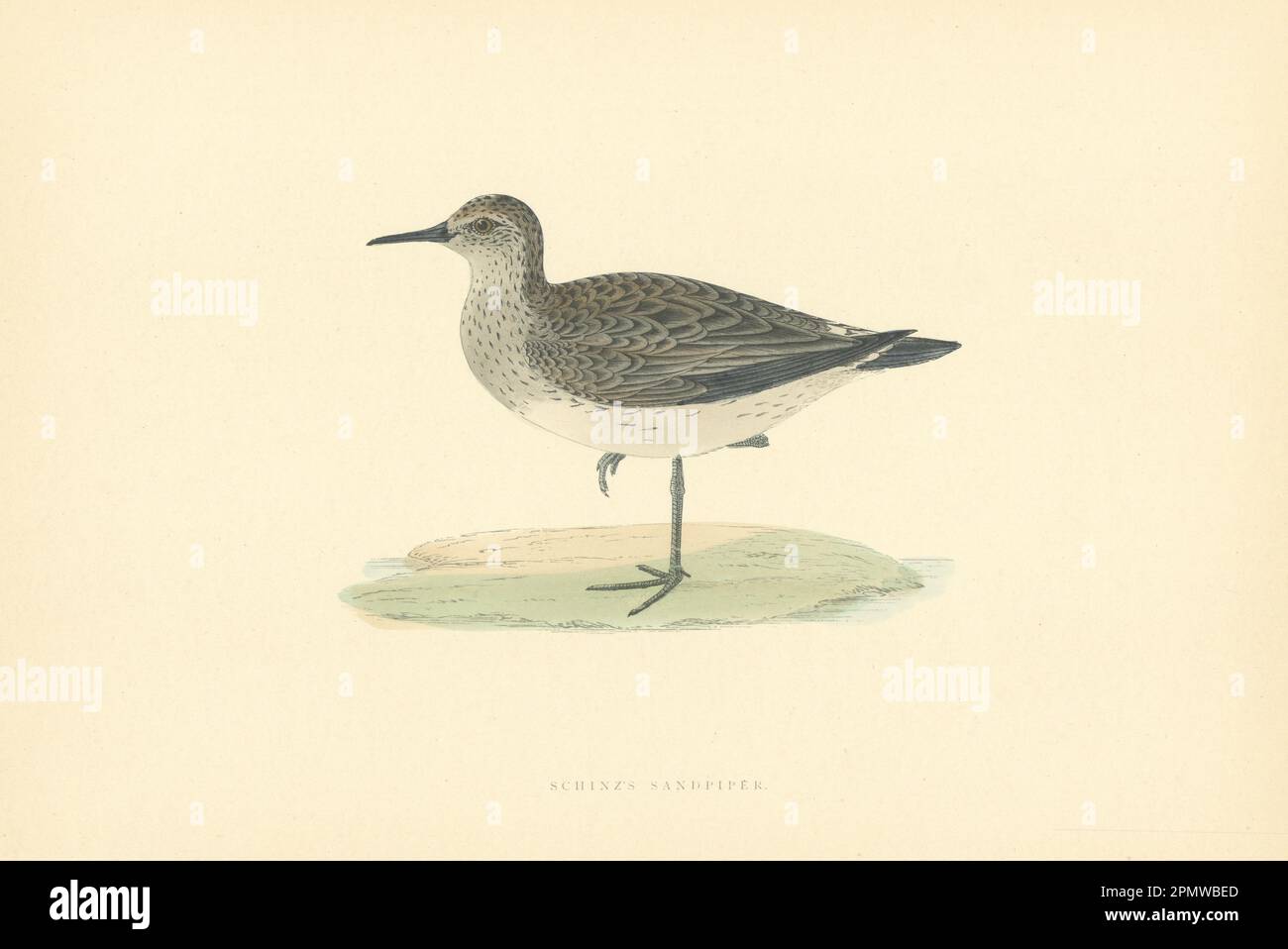 Schinz's Sandpiper. Morris's British Birds. Antique colour print 1903 Stock Photo