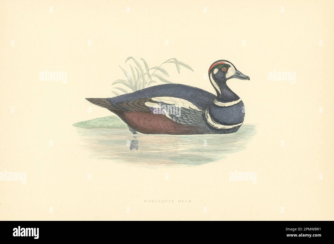 Harlequin Duck. Morris's British Birds. Antique colour print 1903 old Stock Photo