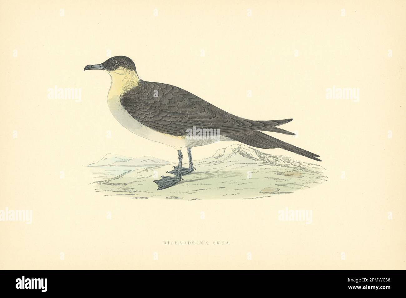 Richardson's Skua. Morris's British Birds. Antique colour print 1903 old Stock Photo
