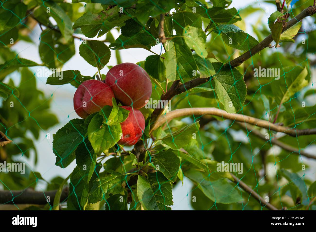 Red ripe apples hanging from a tree with a green net around it Stock ...