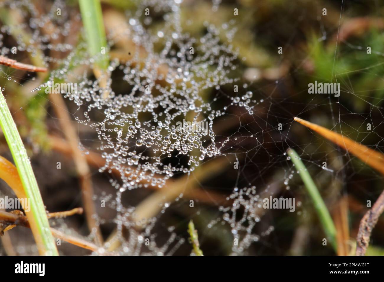 Macro dew on a spiders web Stock Photo - Alamy