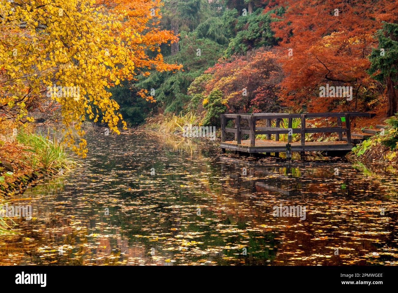Quiet autumn scene with still water and leaves turning yellow Stock Photo